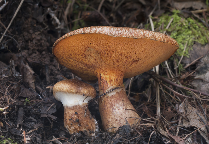 Suillus tridentinus